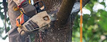 Best Tree Preservation Services  in Whitfield, PA