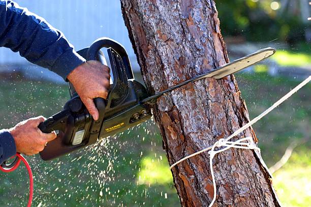 Best Tree Cabling and Bracing  in Whitfield, PA