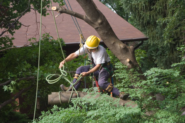 Lawn Renovation and Restoration in Whitfield, PA