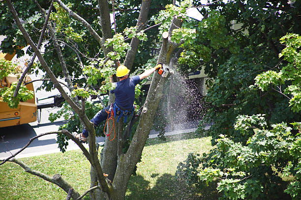 Lawn Pest Prevention in Whitfield, PA